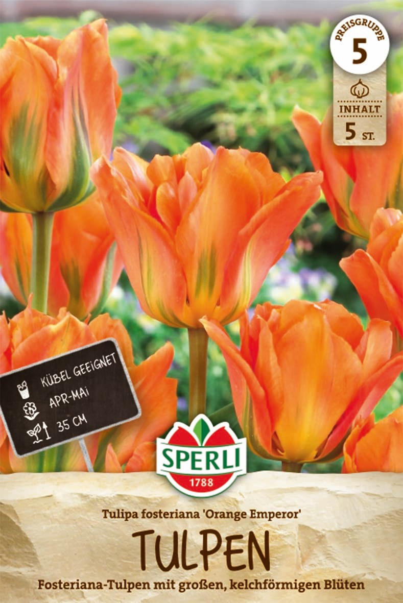 Fosteriana-Tulpe Orange Emperor