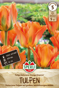 Fosteriana-Tulpe Orange Emperor