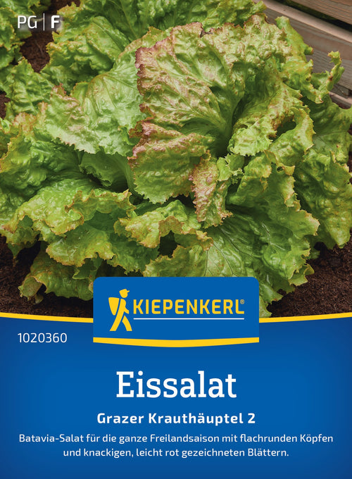Kiepenkerl Eisbergsalat Grazer Krauthäuptel 2