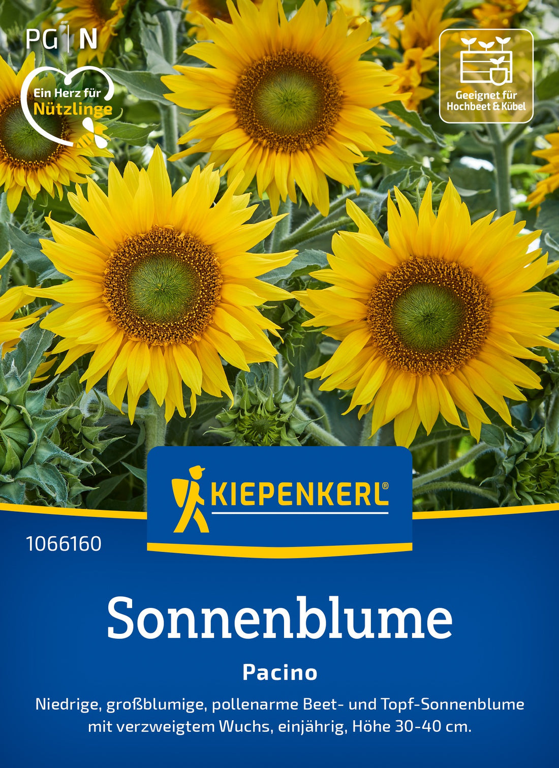 Kiepenkerl Sonnenblumen Pacino