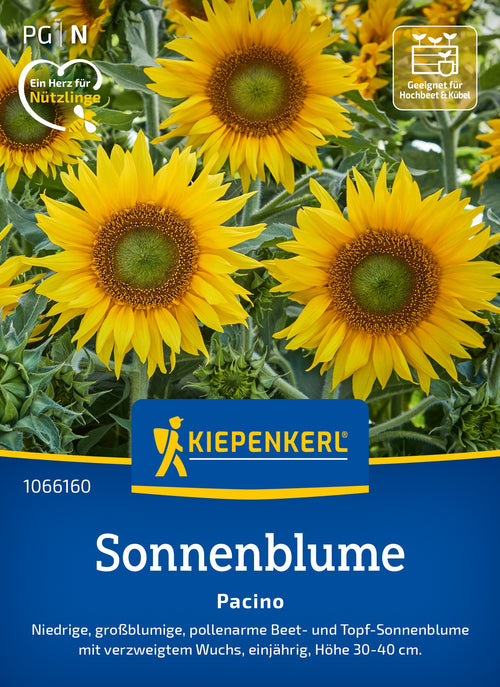 Kiepenkerl Sonnenblumen Pacino