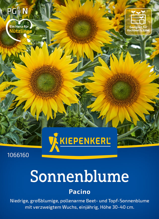 Kiepenkerl Sonnenblumen Pacino