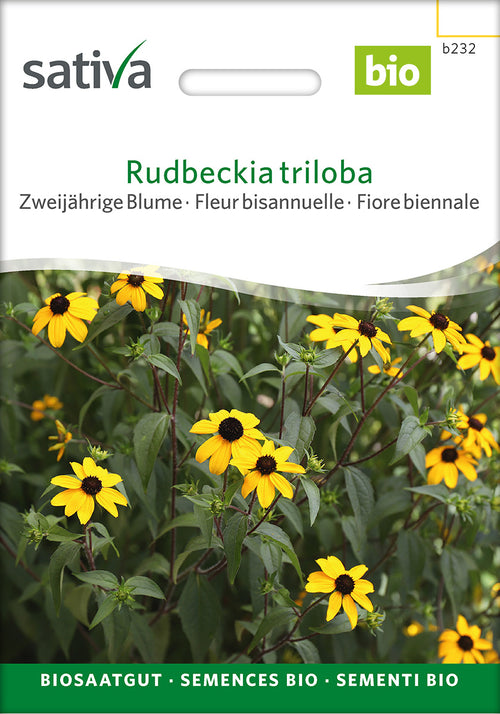 Sativa Rudbeckia triloba