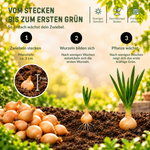 HILD Wintersteckzwiebel Stuttgarter Riesen 250 Gramm