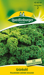 Quedlinburger Grünkohl Halbhoher grüner krauser
