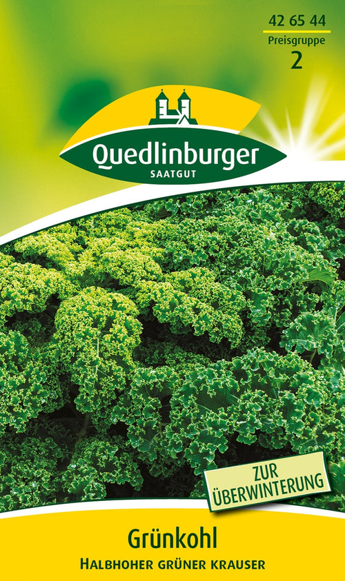 Quedlinburger Grünkohl Halbhoher grüner krauser