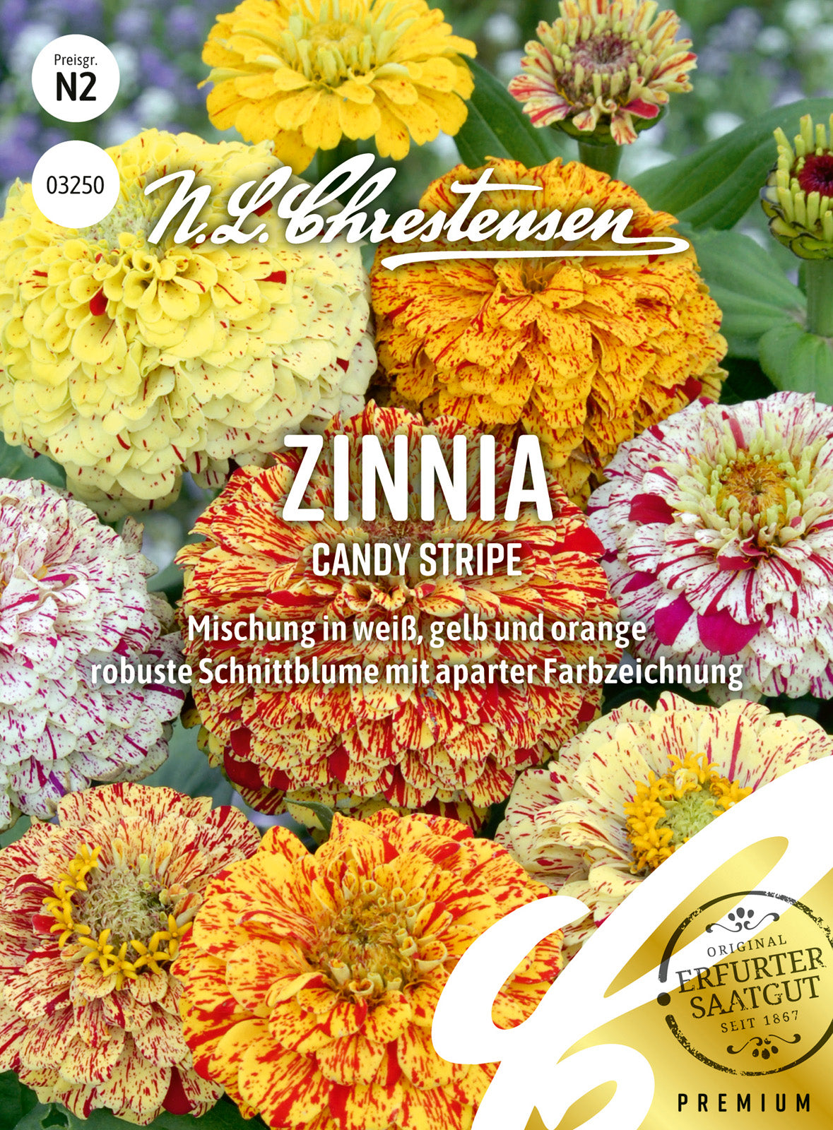 N.L. Chrestensen Zinnia Candy Stripe