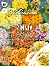 N.L. Chrestensen Zinnia Candy Stripe