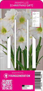 Amaryllis Christmas Gift