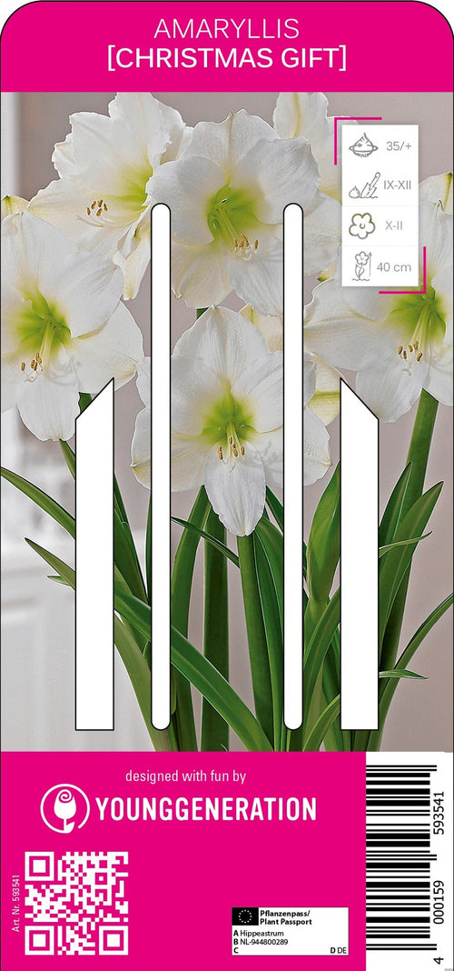 Amaryllis Christmas Gift