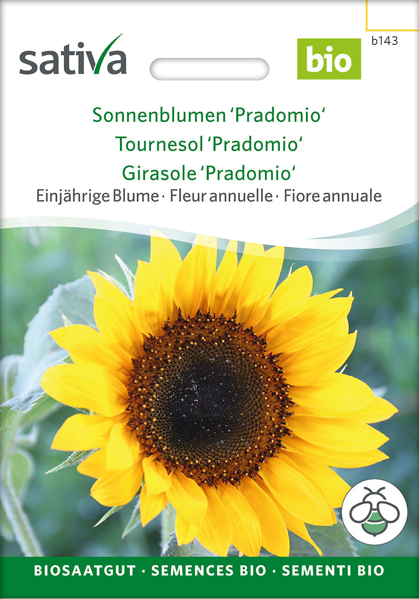 Sativa Sonnenblumen Pradomio