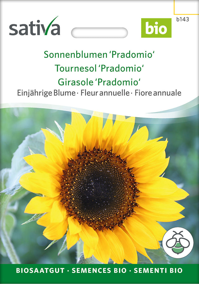 Sativa Sonnenblumen Pradomio