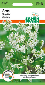 Anis Samen Borello einjährig, weiße Blütendolden, vielseitig verwendbare Gewürzpflanze für Balkon und Terrasse