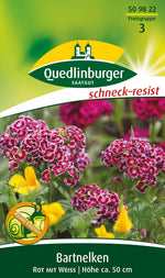 Quedlinburger Bartnelke Rot mit Weiß