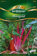 Quedlinburger Mangold Magenta Sunset