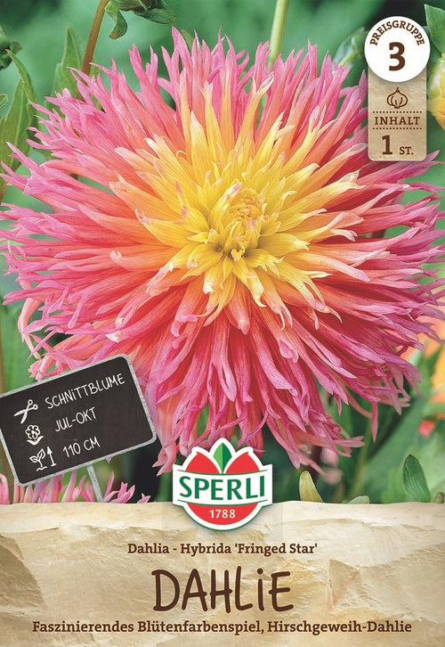 SPERLI Dahlie Fringed Star