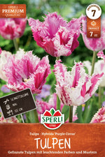 Premium Gefranste Tulpe Purple Circus
