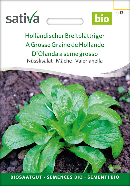 Sativa Nüsslisalat Holländischer Breitblättriger