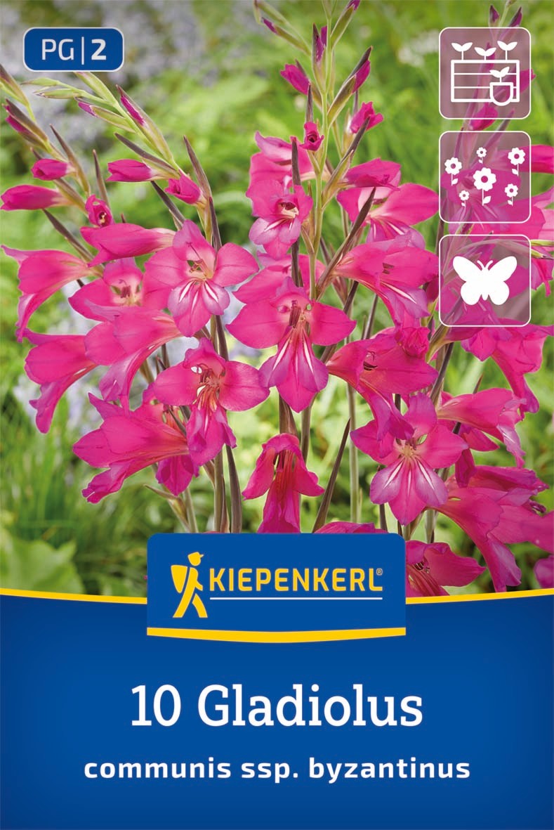 Wild-Gladiole