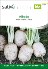 Sativa Räbe Albedo