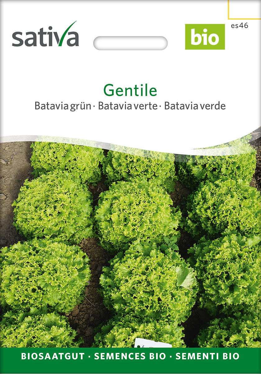 Sativa Bataviasalat grün Gentile