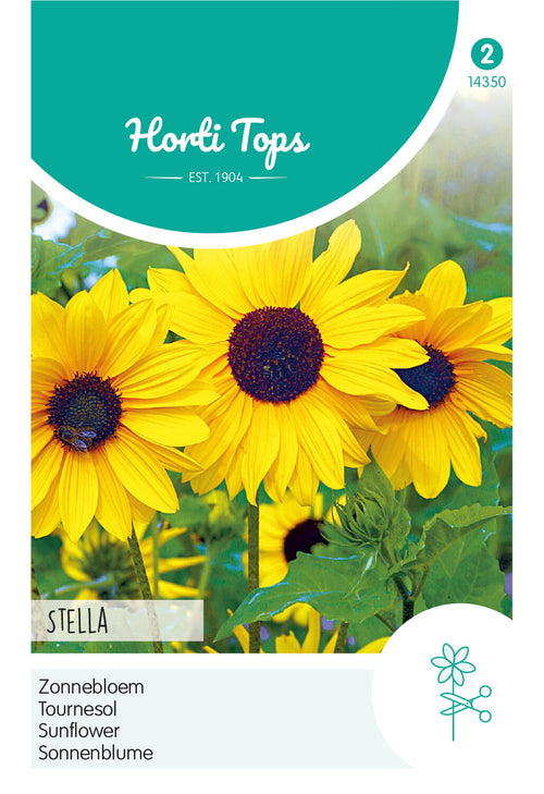 Horti Tops Sonnenblume Debilis Stella, Gelb