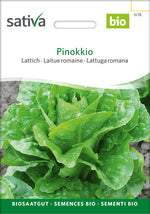 Sativa Lattich Pinokkio