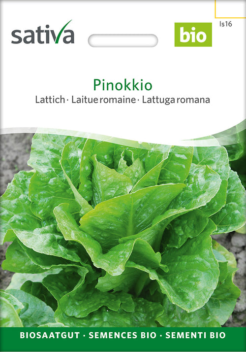 Sativa Lattich Pinokkio