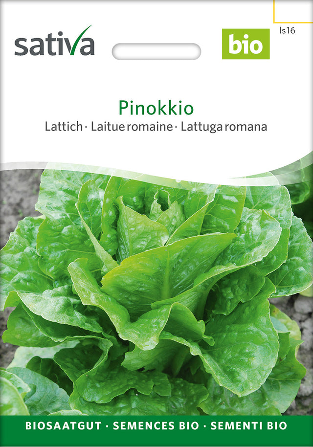 Sativa Lattich Pinokkio