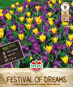 Maxi Festival of Dreams