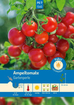 Rote Ampeltomaten Gartenperle am Strauch, ideal für sonnigen Anbau im Garten oder Balkon.