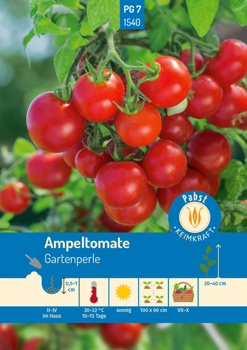 Rote Ampeltomaten Gartenperle am Strauch, ideal für sonnigen Anbau im Garten oder Balkon.