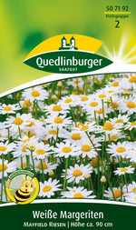 Quedlinburger Margeriten Mayfield Riesen weiße