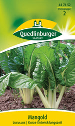 Quedlinburger Mangold Lucullus