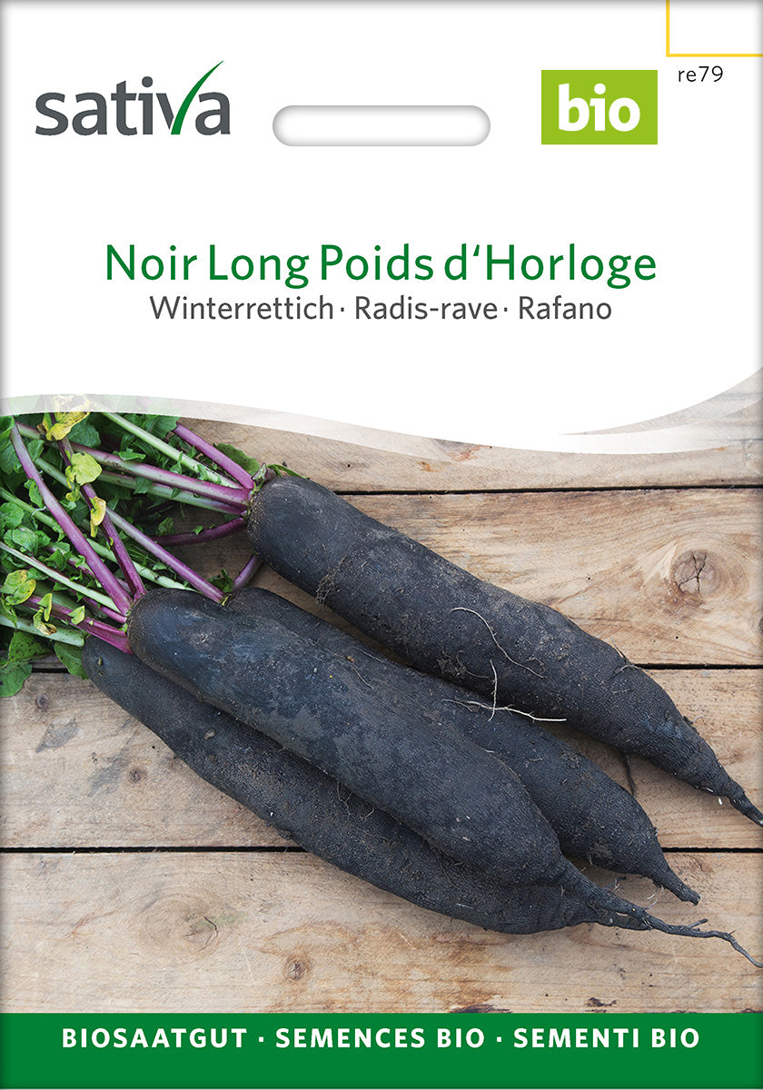 Sativa Winterrettich Noir Long Poids d'Horloge