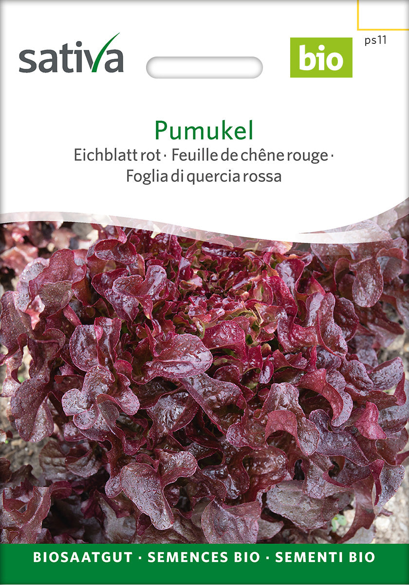 Sativa Eichblatt rot Pumukel