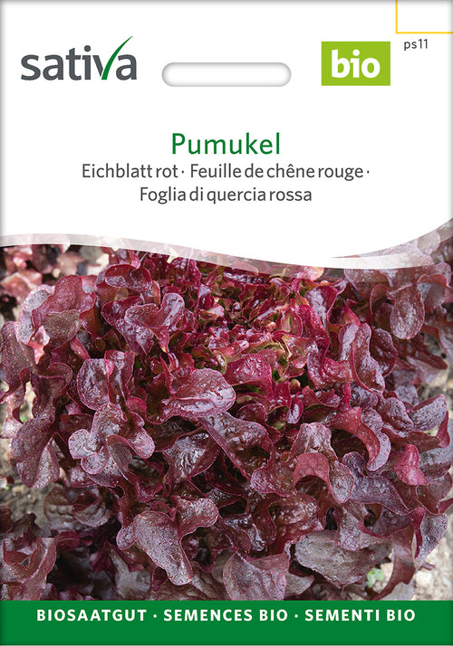 Sativa Eichblatt rot Pumukel