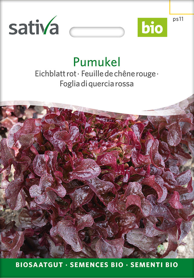 Sativa Eichblatt rot Pumukel