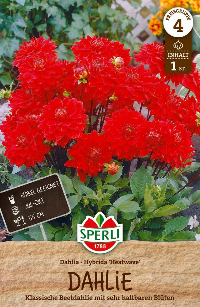 SPERLI Dahlie Dahlie Heatwave