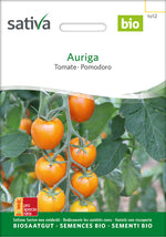 Sativa Tomate Auriga