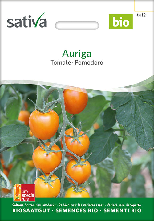 Sativa Tomate Auriga