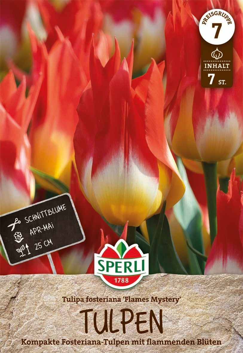 Premium Fosteriana-Tulpe Flames Mystery