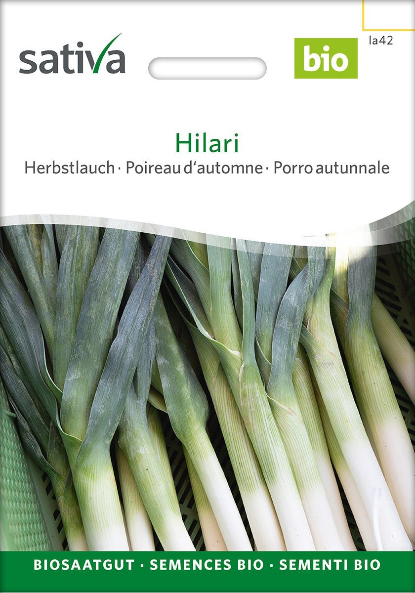 Sativa Herbstlauch Hilari