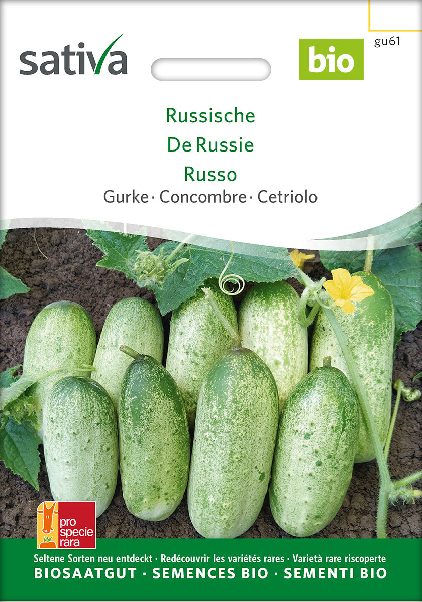 Sativa Gurke Russische