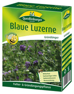 Quedlinburger Gründüngung Blaue Luzerne
