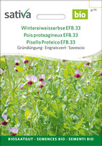Sativa BIO Gründüngung Wintereiweisserbse EFB.33