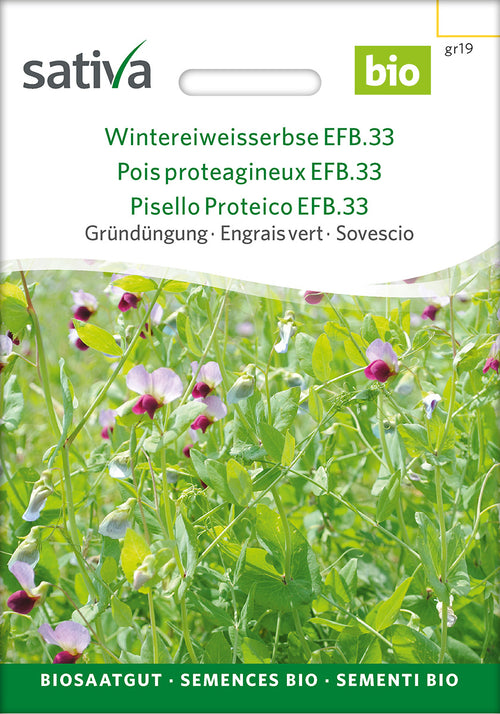 Sativa BIO Gründüngung Wintereiweisserbse EFB.33