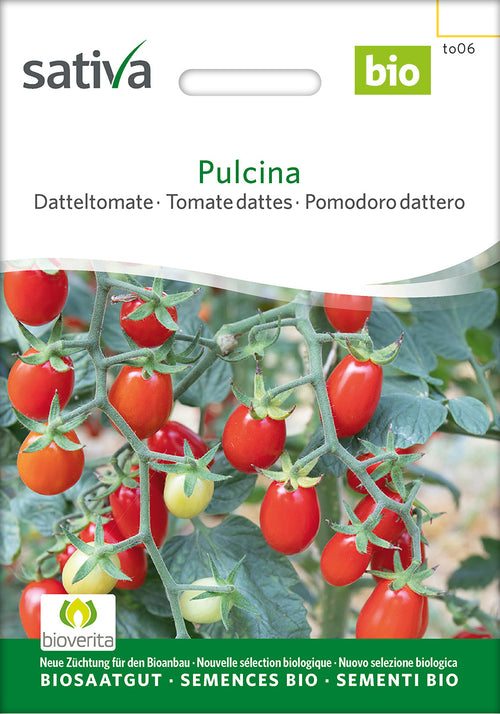 Sativa Datteltomate Pulcina