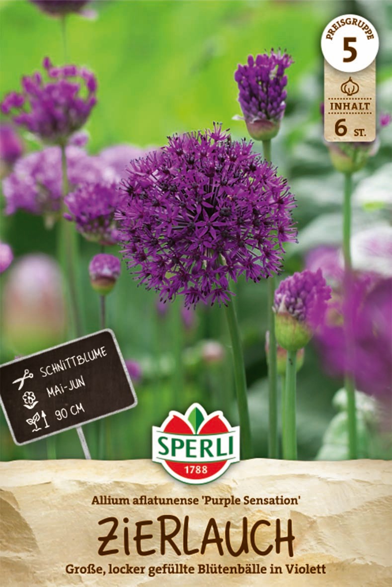 Zierlauch Purple Sensation