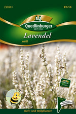 Quedlinburger Lavendel weiß